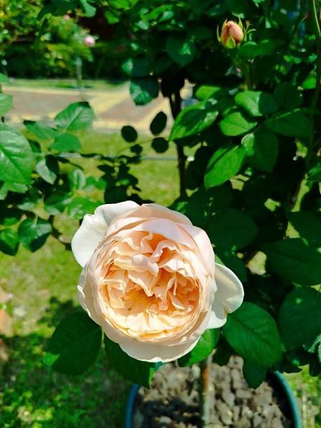 IMG_20250324_115018 (自訂).jpg