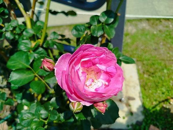 IMG_20250324_115054 (自訂).jpg
