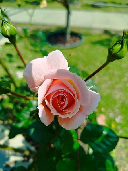 IMG_20250324_115146 (自訂).jpg