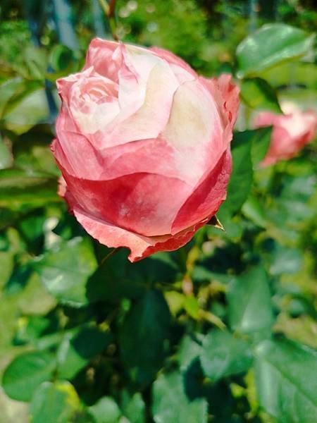 IMG_20250324_115156 (自訂).jpg