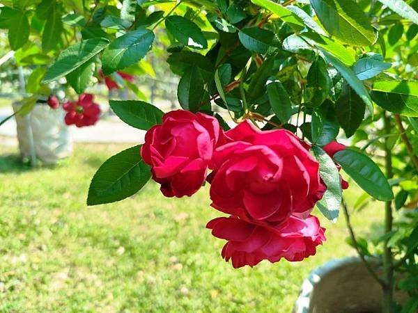 IMG_20250324_115325 (自訂).jpg