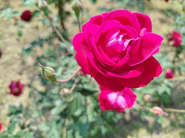 IMG_20250324_115459 (自訂).jpg