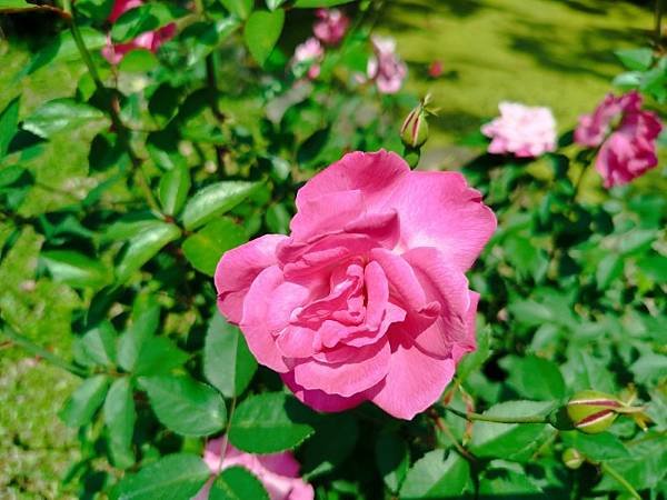 IMG_20250324_115403 (自訂).jpg