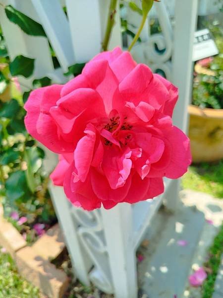 IMG_20250324_115659 (自訂).jpg