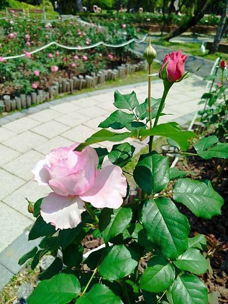 IMG_20250324_120051 (自訂).jpg