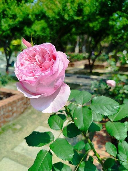 IMG_20250324_120632 (自訂).jpg
