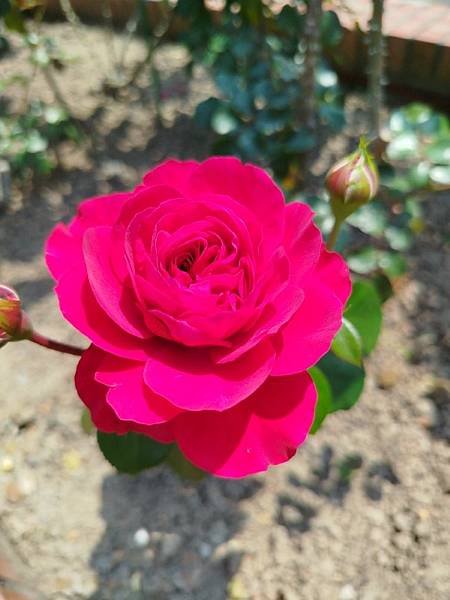 IMG_20250324_120938 (自訂).jpg