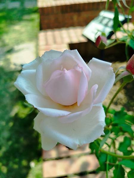 IMG_20250324_121415 (自訂).jpg