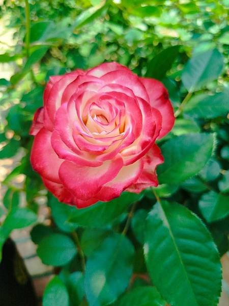 IMG_20250324_122509 (自訂).jpg