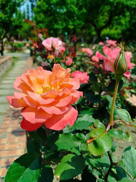 IMG_20250324_122818 (自訂).jpg