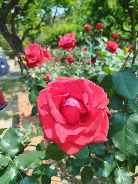 IMG_20250324_122952 (自訂).jpg