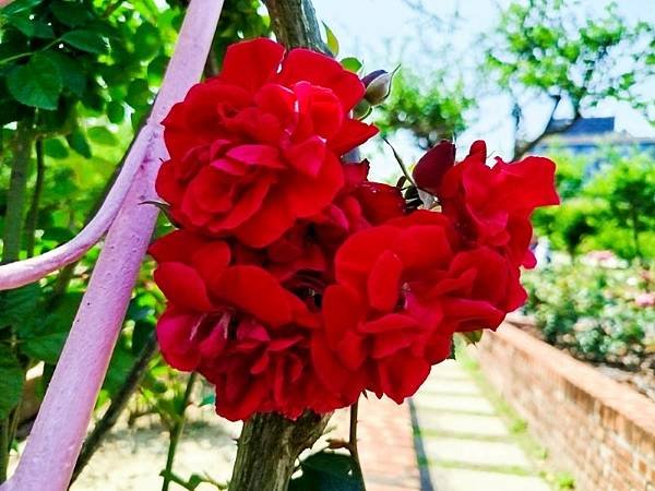 IMG_20250324_123318 (自訂).jpg