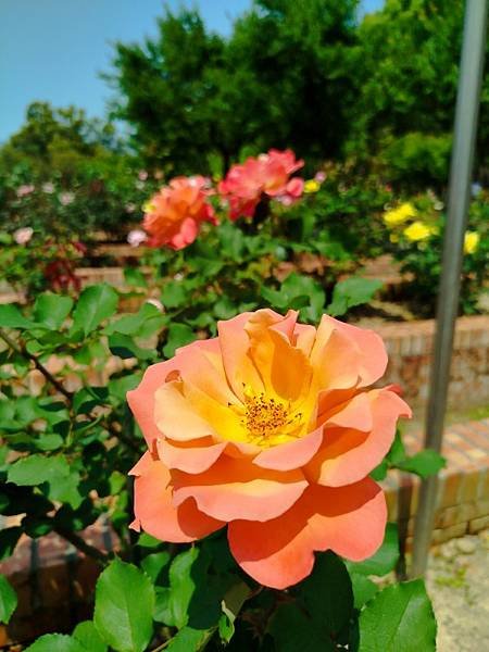 IMG_20250324_123427 (自訂).jpg