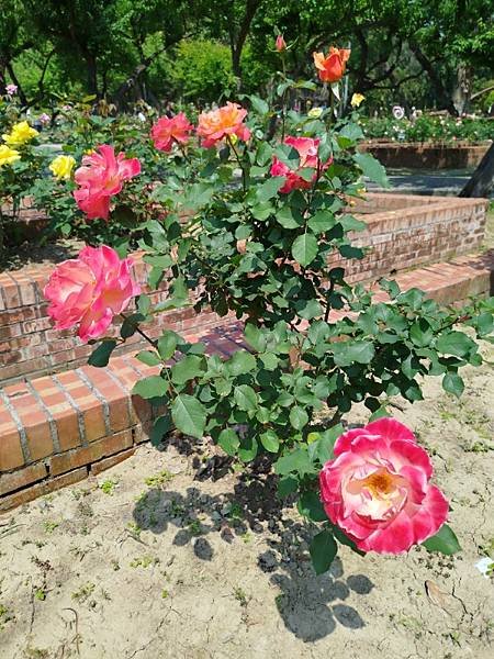 IMG_20250324_123447 (自訂).jpg