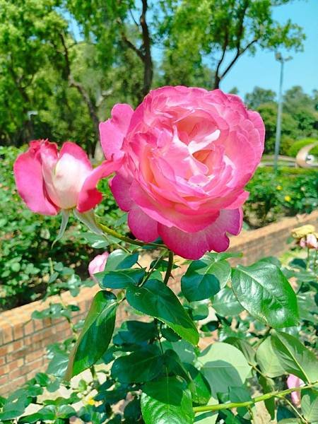 IMG_20250324_123825 (自訂).jpg