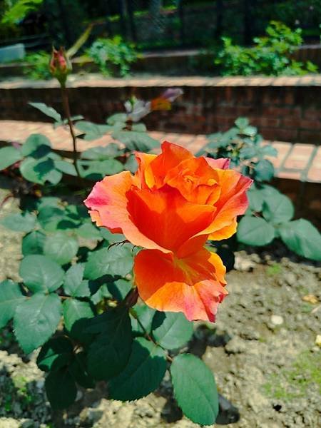 IMG_20250324_123532 (自訂).jpg