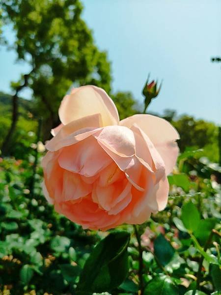 IMG_20250324_124240 (自訂).jpg