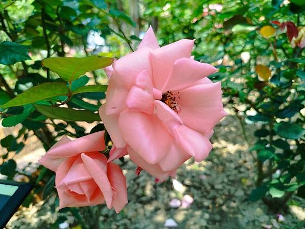 IMG_20250324_124046 (自訂).jpg