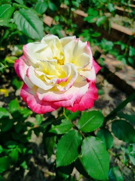 IMG_20250324_133556 (自訂).jpg