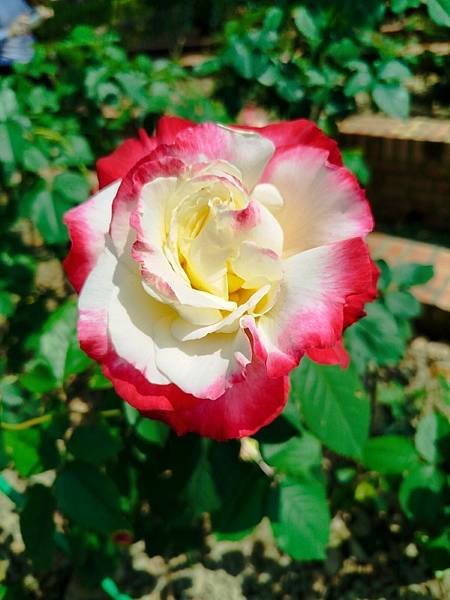 IMG_20250324_133616 (自訂).jpg