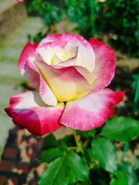 IMG_20250324_133629 (自訂).jpg
