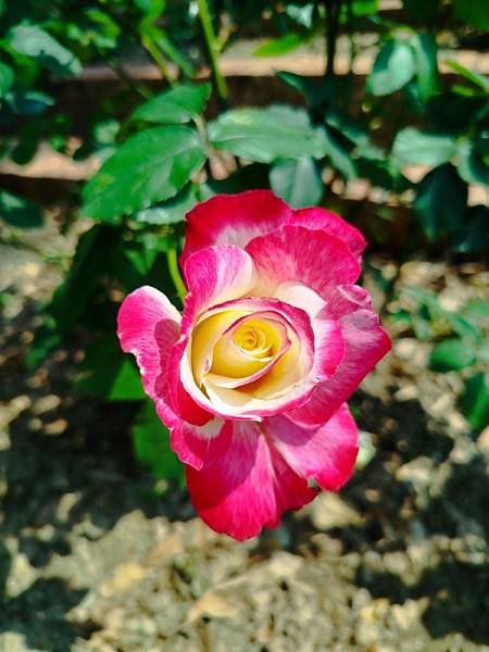 IMG_20250324_133707 (自訂).jpg