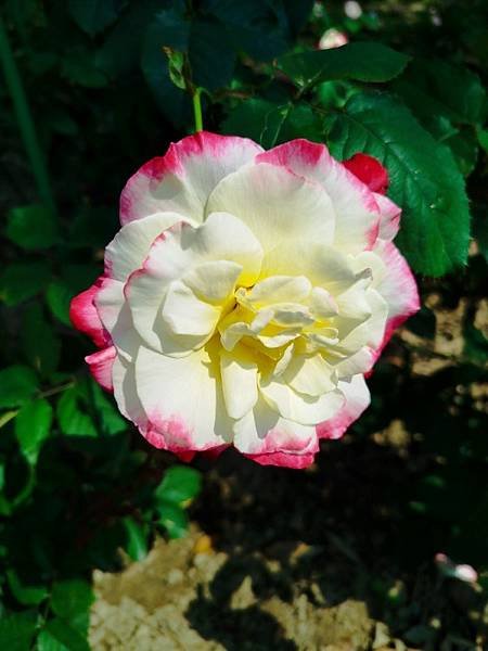 IMG_20250324_133704 (自訂).jpg