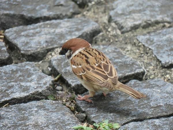 IMG_8550 (自訂).JPG