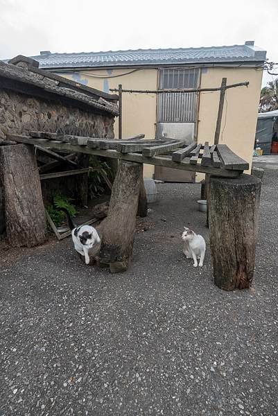 馬岡石頭屋的小貓.JPG