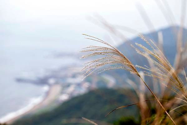 Miscanthus&amp;Sea