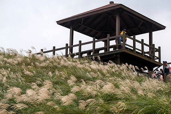 Miscanthus on the Top