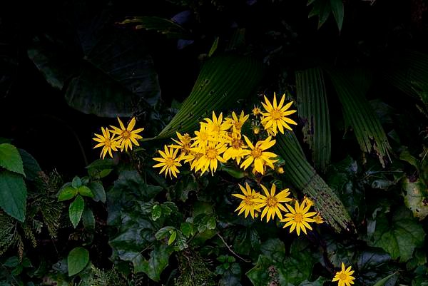 Golden flowers in Caoling Historic Trail