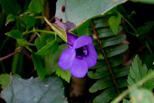 Purple flowers in Caoling Historic Trail