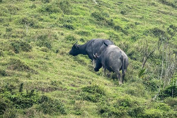 Buffalo in the Caoling Historic Trail