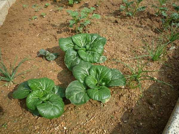 farm12