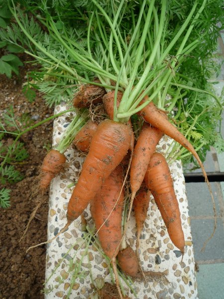 carrots2