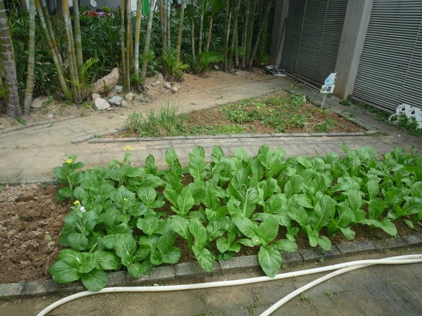 farm13