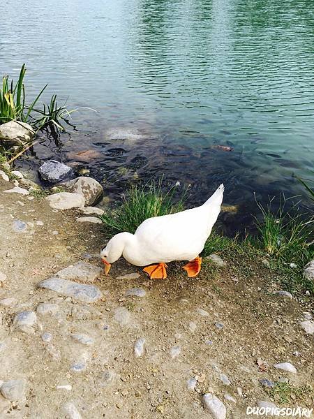 20160729花東縱谷ㄧ日遊_1825.jpg