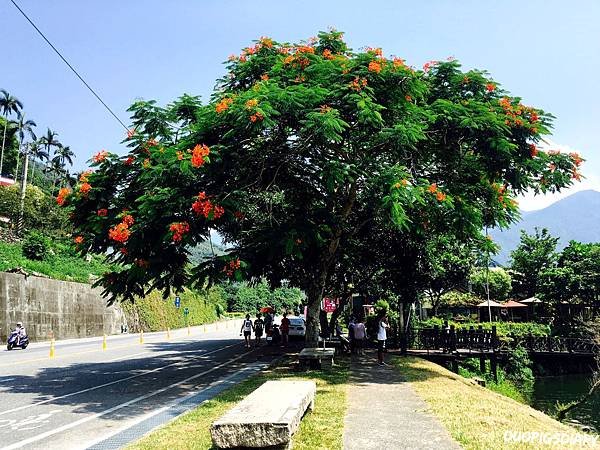 20160729花東縱谷ㄧ日遊_5131.jpg