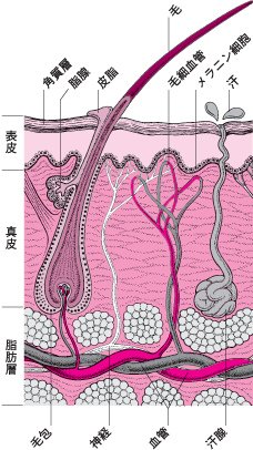 皮膚的附屬器官