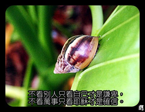 十二月18日活潑的生命：不看別人只看自己才是謙卑，不看萬事只看耶穌才是確信。