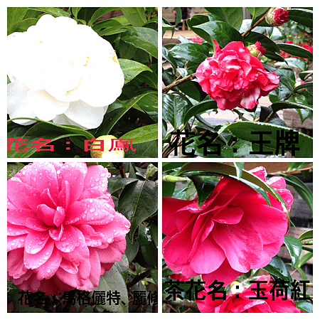 2014年1月13日觀賞台北花卉試驗所舉辦之茶花展 174