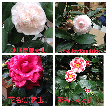 2014年1月13日觀賞台北花卉試驗所舉辦之茶花展 180