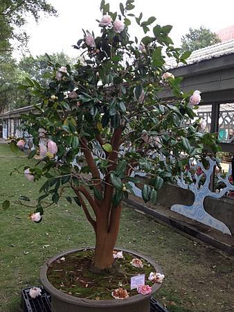 2014年1月13日觀賞台北花卉試驗所舉辦之茶花展 104