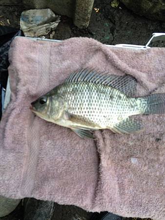 2014年4月2日開春以來宜蘭縣釣魚佳績 012