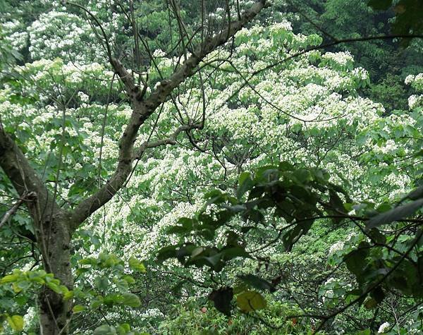 土城桐花公園1.jpg