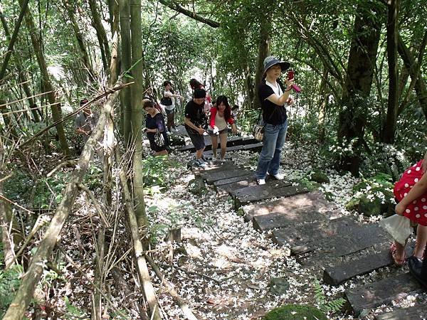 土城桐花公園2.jpg