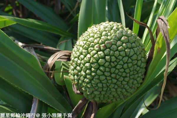 海邊的林投果