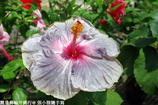好特別的扶桑花