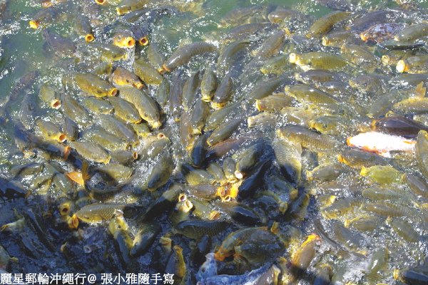 萬魚爭食,真壯觀